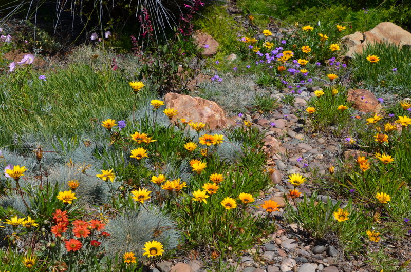 Ornamental grasses, easy-care perennials, and rock in Alpine, CA.