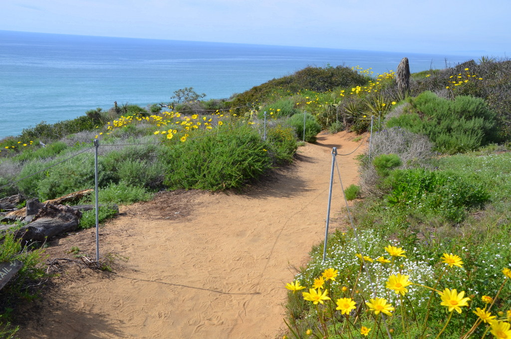 San Diego Native Landscape Design