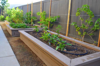 Edible landscaping in San Diego backyard.