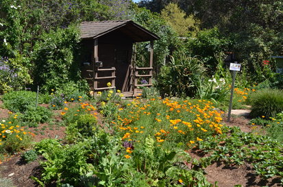 Sustainable vegetable garden in Encinitas, CA